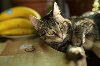 고양이는 바나나