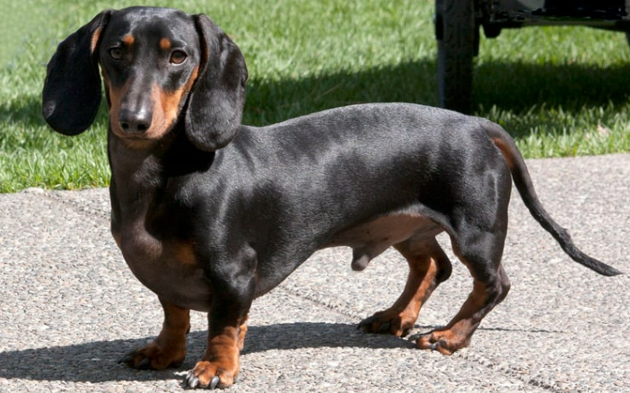 강아지 디스크, 수술만 답일까? 초기 증상·관리·예방법 총정리