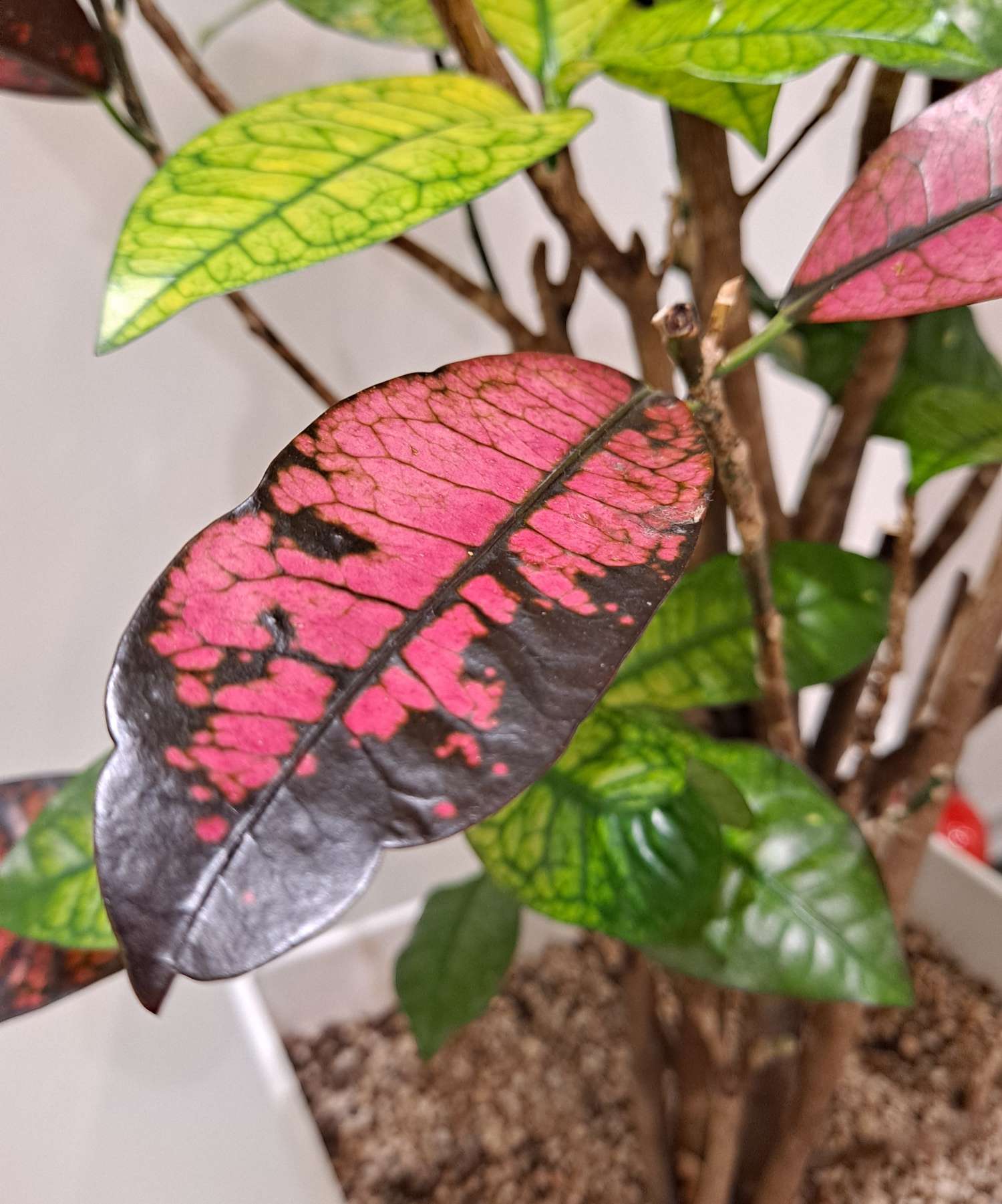 척척본의원 분홍잎