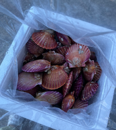 생생정보 홍가리비 석화 생굴 생생현장 가격 및 구매방법