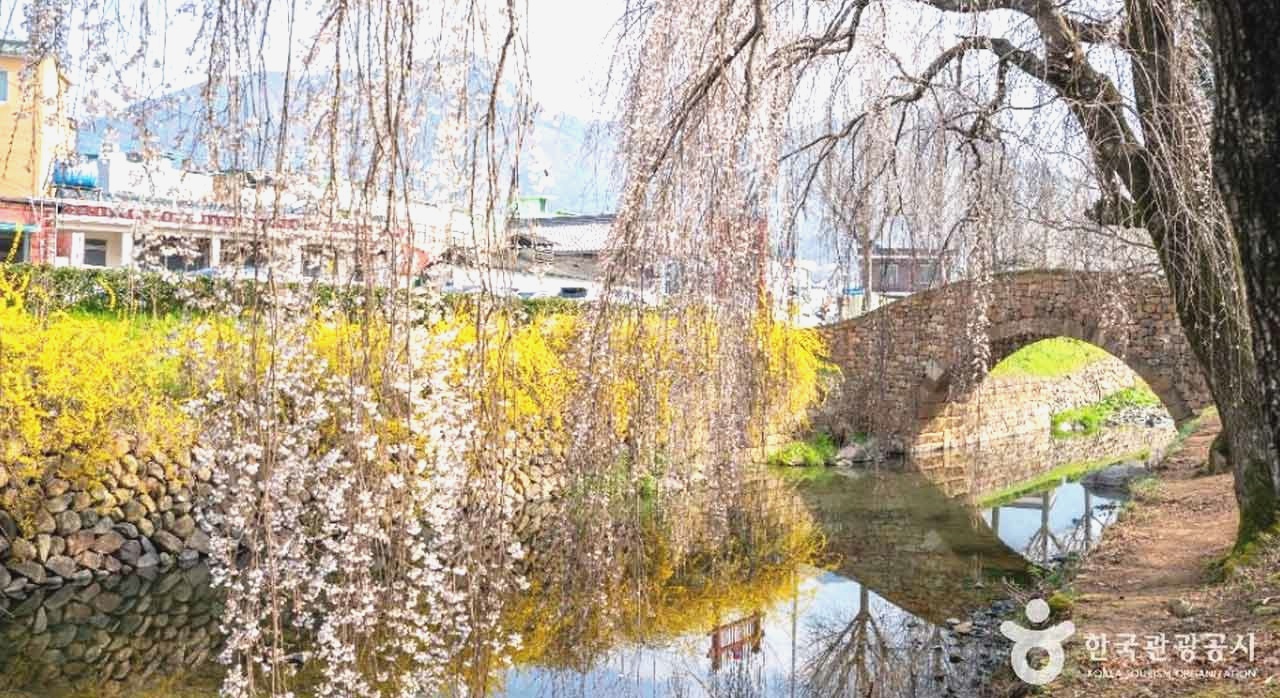 반달 모양의 만년교와 그 주변을 감싸는 수양벚꽃&middot;개나리가 어우러진 전경. [ⓒ한국관광 콘텐츠랩]