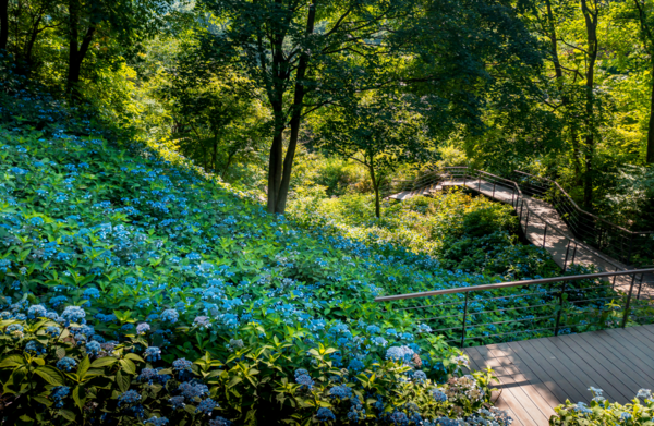 화담숲 모노레일 예약 방법 수선화 반딧불 수국 단풍 축제