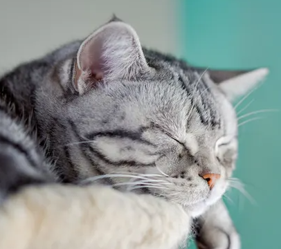 고양이 저기압&#44; 몸 상태에 영향을 줄까? 그 이유와 대처법