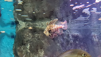 아쿠아플라넷 제주