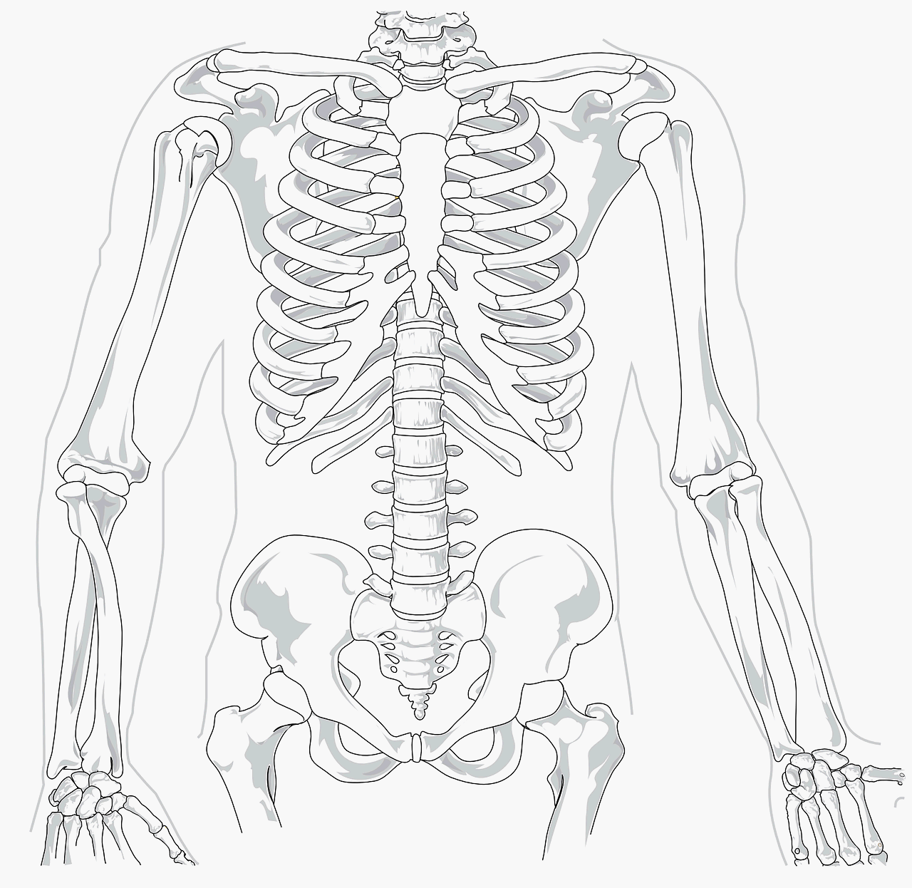 상지의 뼈 bones of upper limb 구성