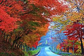 대청호반길 단풍 명소