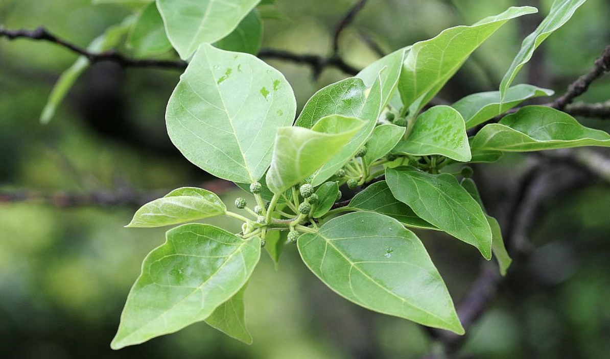 꾸지뽕 열매가 완전히 익기전 잎과 열매