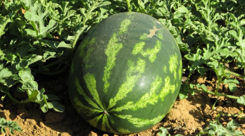 수박껍질 음식물쓰레기? 21