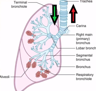 BPEP의 원리 설명을 위한 폐 사진