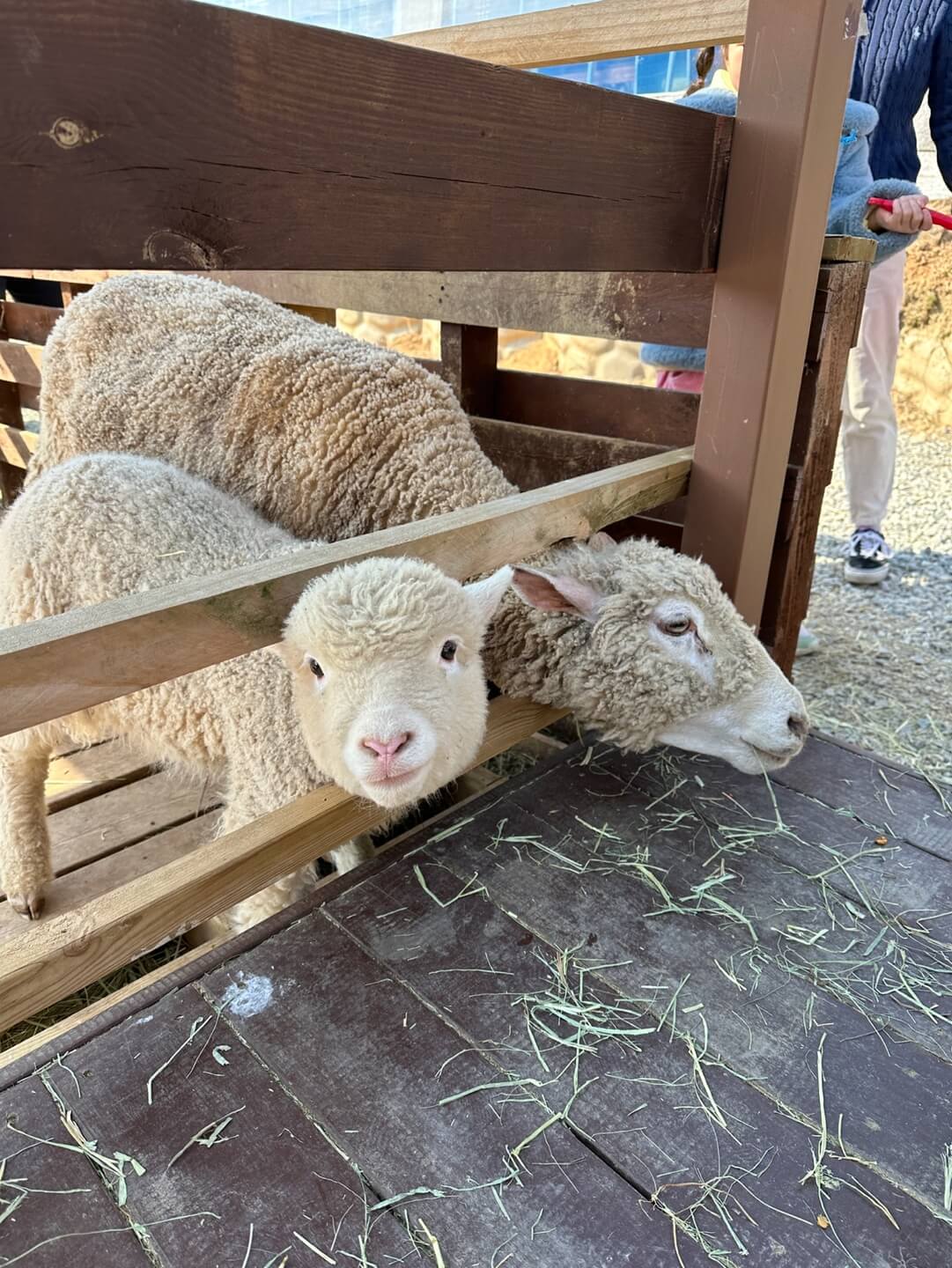리프플레이스 실외 동물 체험 양 염소 먹이주기 아이 체험 공간