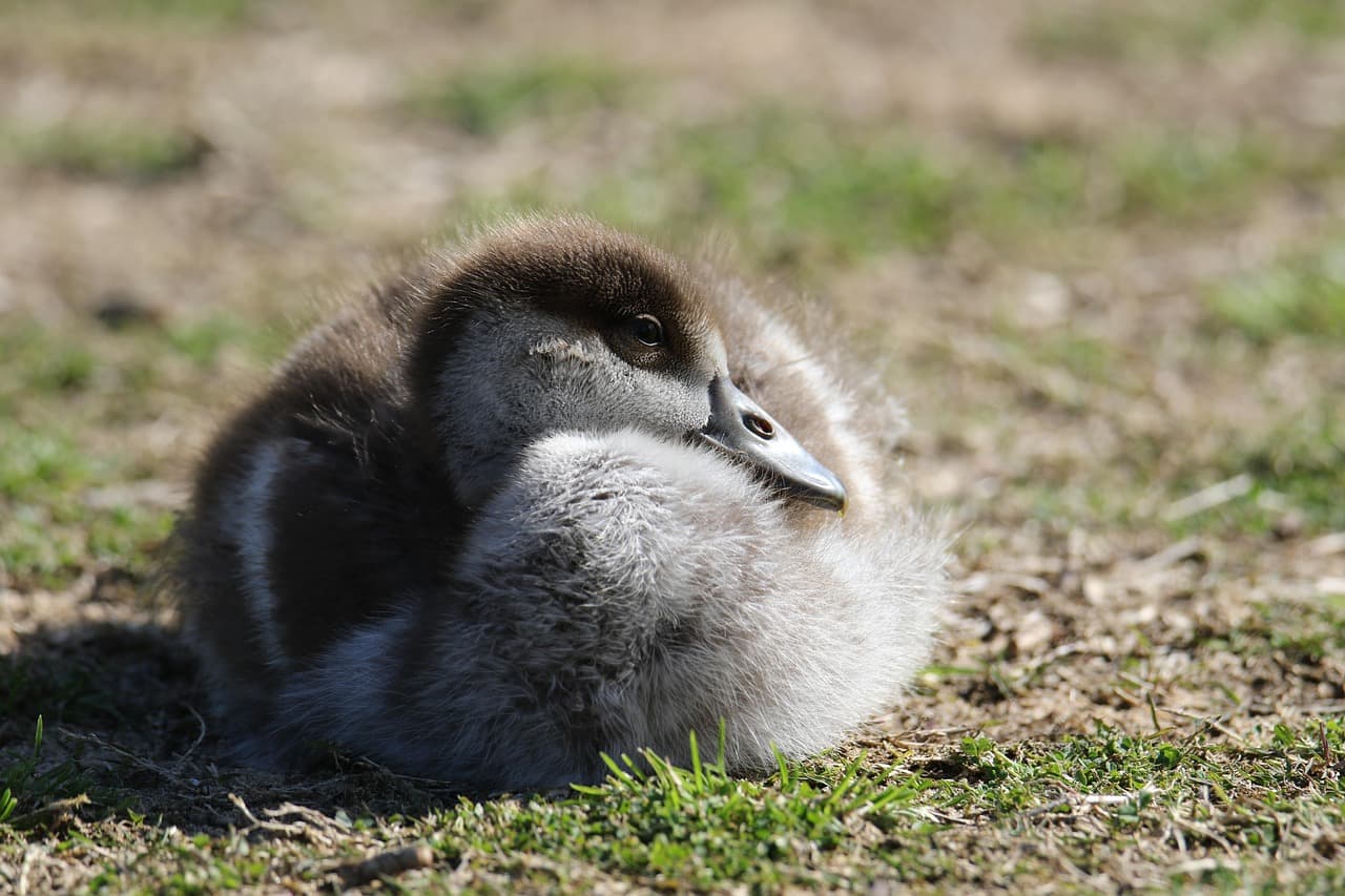 비단풀 섬유(Milkweed Fiber): 자연에서 얻는 가벼운 보온 섬유