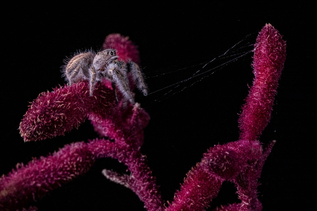 Spider.