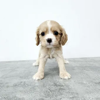 코카스파니엘 분양 가격 몸무게 성격 수명_3