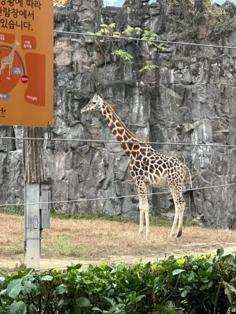 서울대공원 캠핑장 둘레길 동물원 입장료 맛집_10