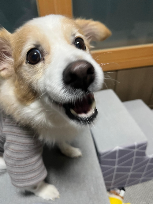 노령견의 심혈관 건강관리