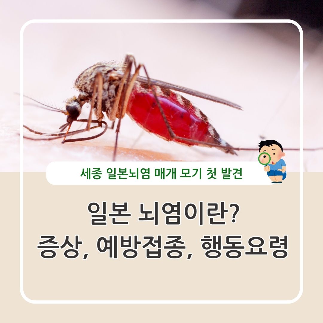일본뇌염이란 증상, 예방접종, 행동요령 정리
