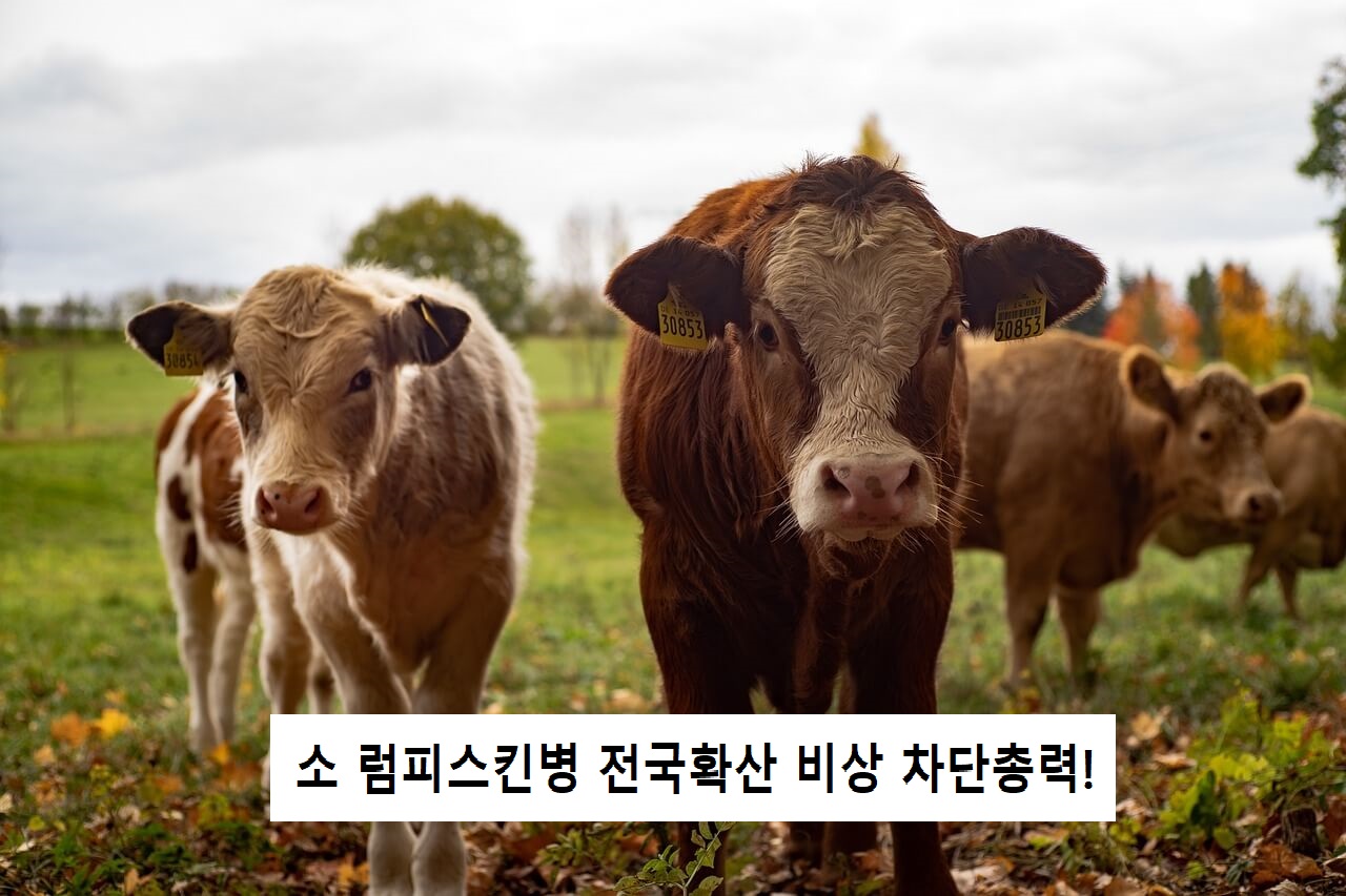 소 럼피스킨병