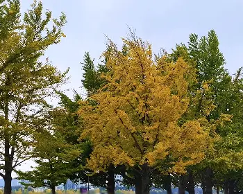 아산 은행나무길_12