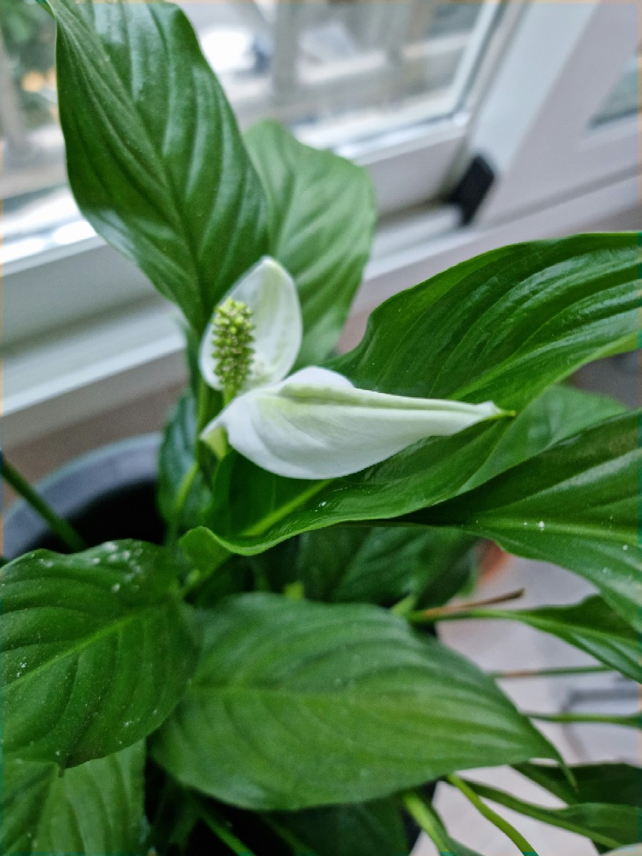 스파트필름 꽃대 자르기 방법