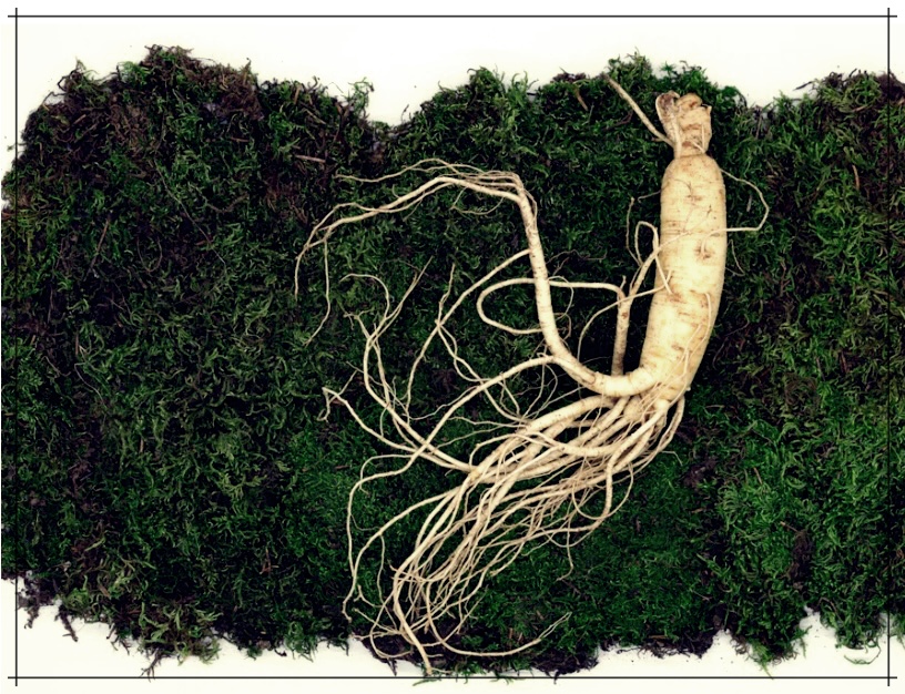 인삼주의 효능, 담그는 방법, 부작용 총정리