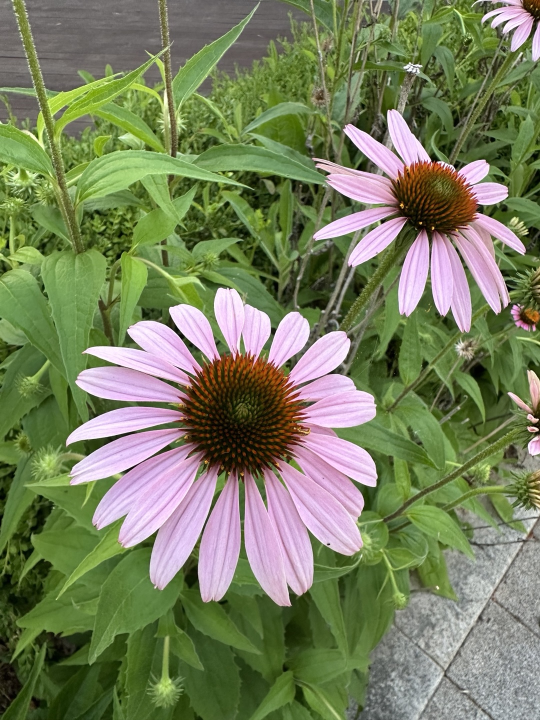 식물심리학