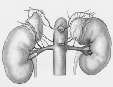 만성 신부전 증상 원인 예방법
