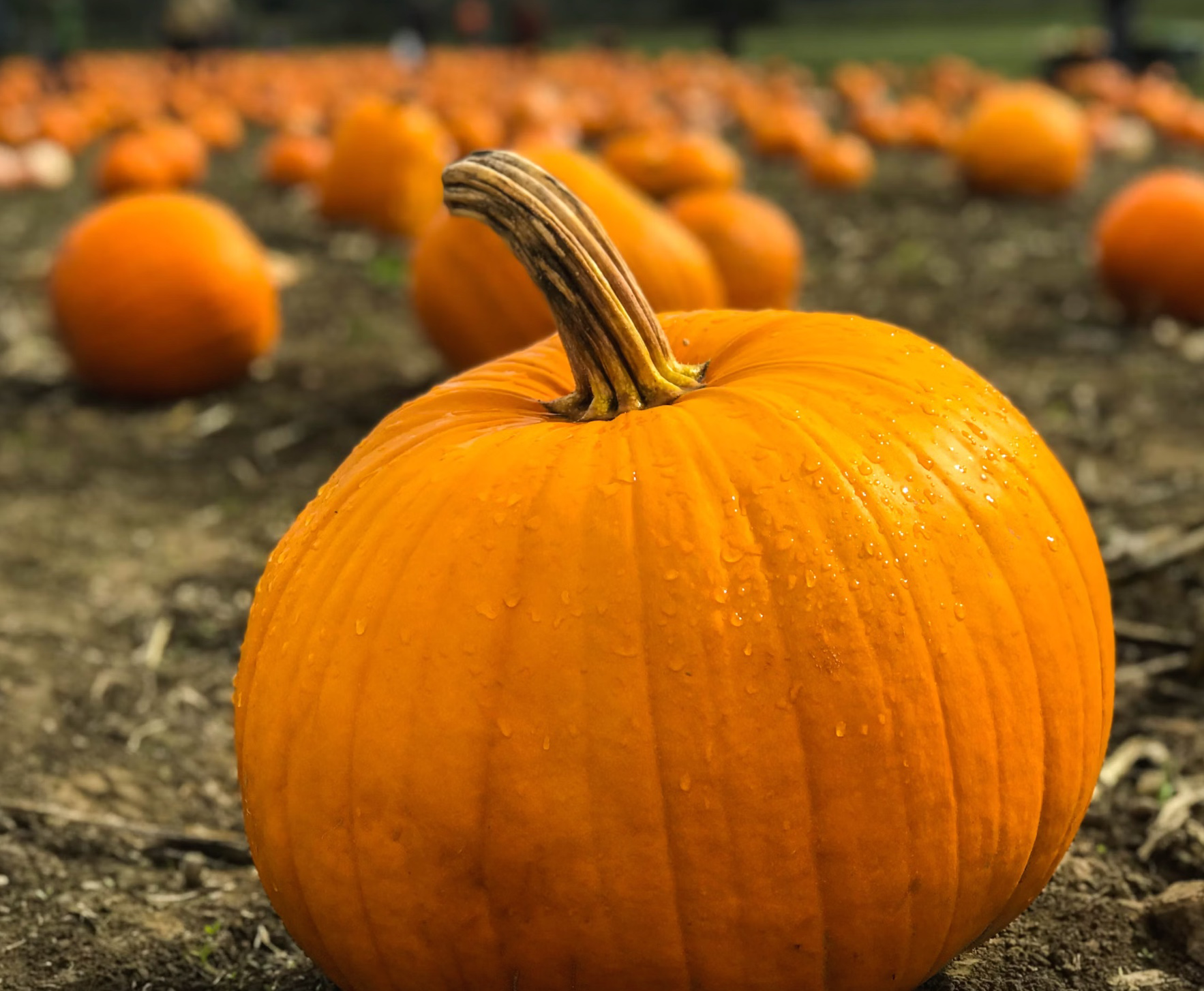 늙은호박 부작용