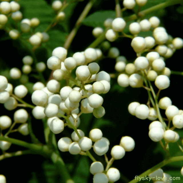 쉬땅나무 개쉬땅나무 효능