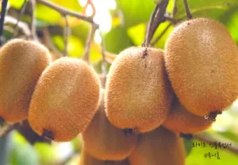 키위 효능과 부작용 비타민 풍부한 과일 정보_18