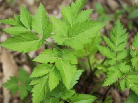 공진단-효능-당귀