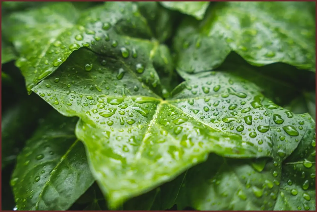 하나은행 정기예금 금리