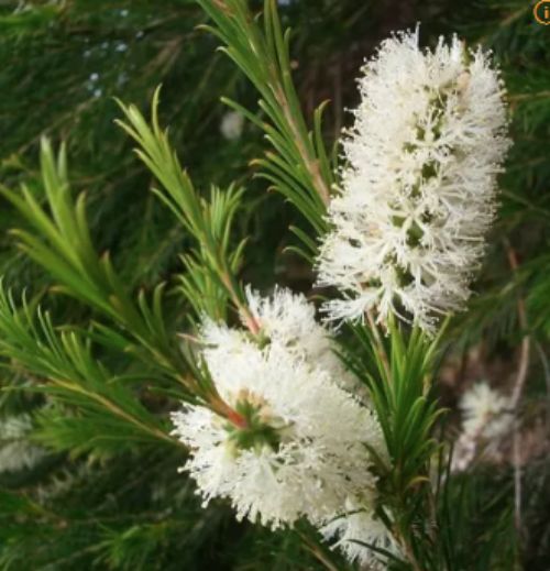 티트리 오일 멜라루카