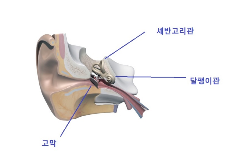 이석증 귀의구조