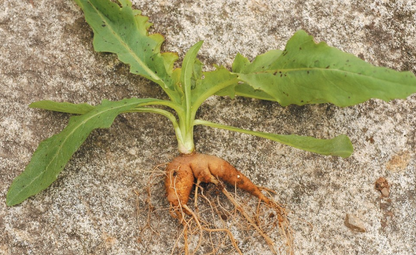 왕고들빼기 뿌리