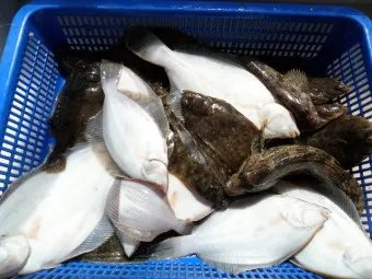 봄 도다리 제철 효능 레시피_16