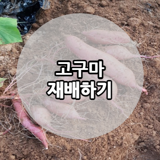 고구마 사진