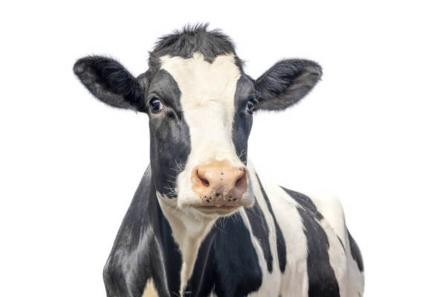 소띠성격 소띠성향