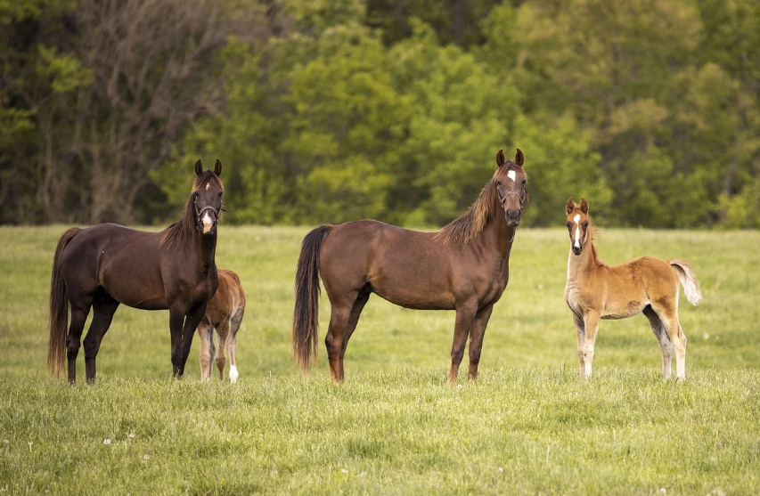 목장 관련 사진