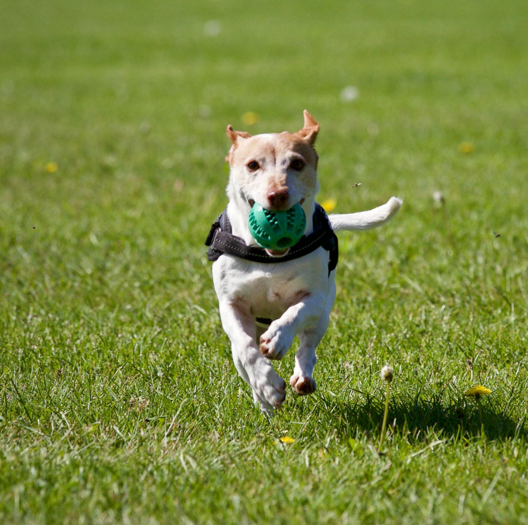 강아지-유치원-비용