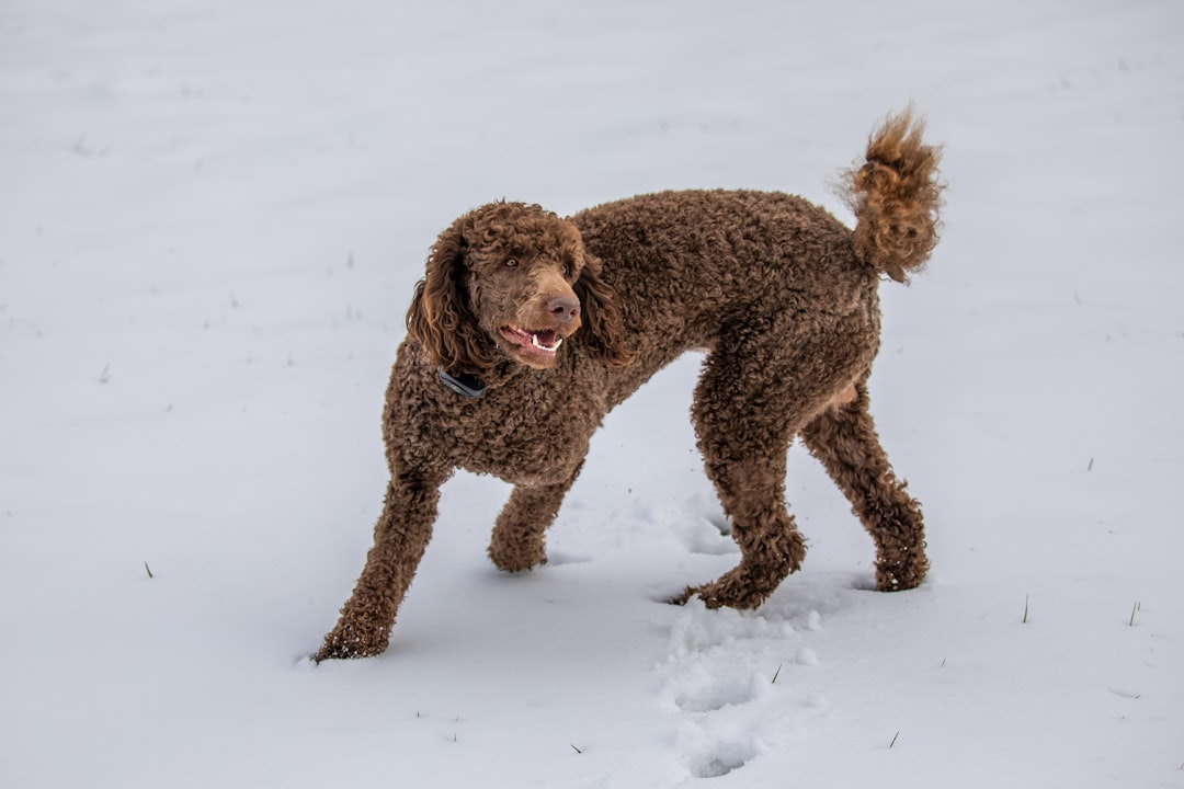 Poodle