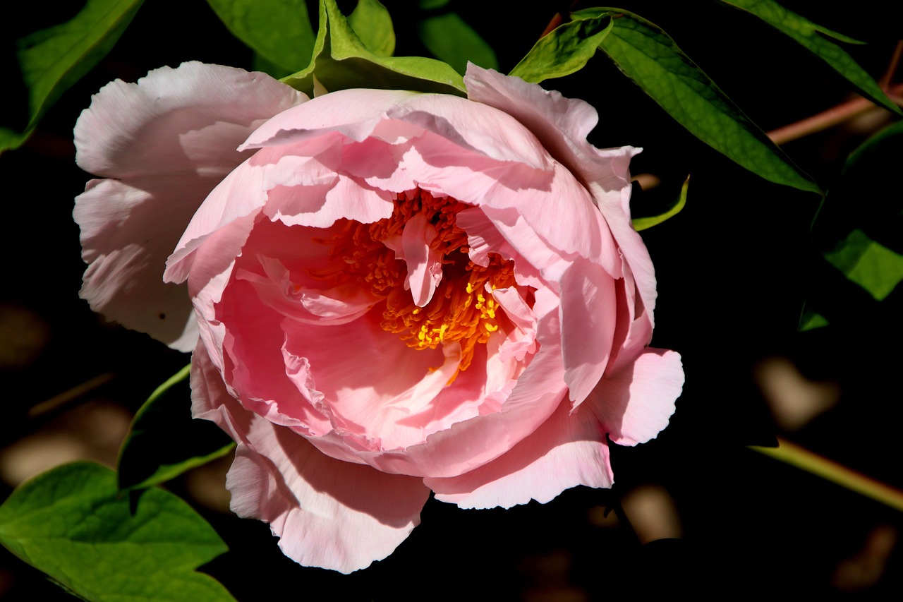 화순 동암마을 동면 작약단지