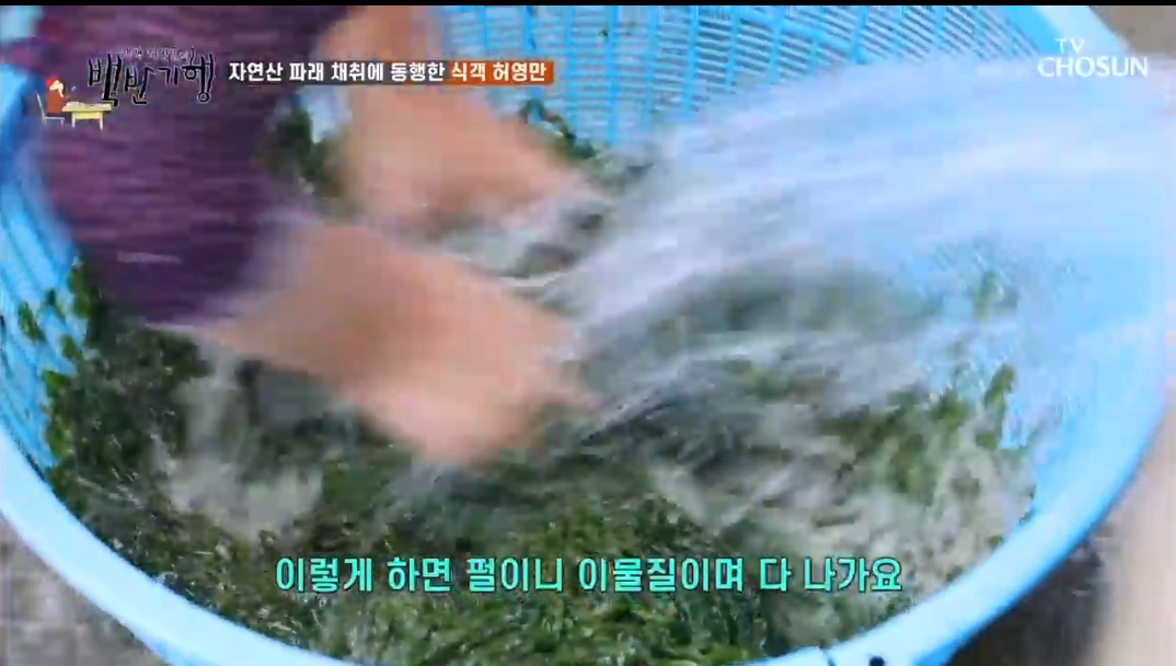 채취한-파래-씻기