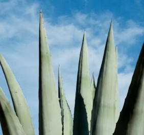 역류성식도염에 좋은 음식 영양제 식단