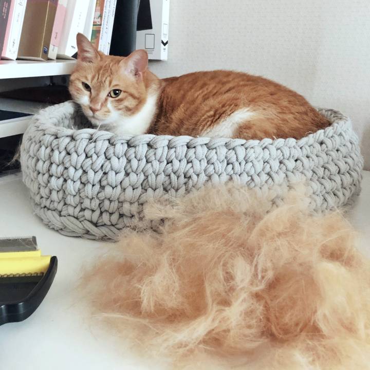고양이 털갈이