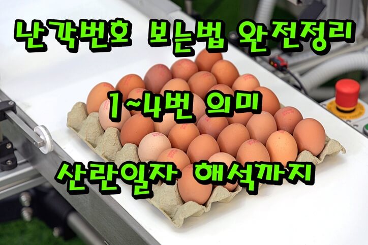 난각번호 보는법 완전정리|1~4번 의미·산란일자 해석까지 한 번에 끝내기