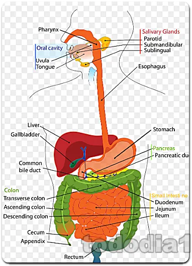 HLB 리보세라닙 fda8