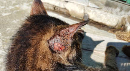 귀 뒤에 딱지가 생긴 고양이.