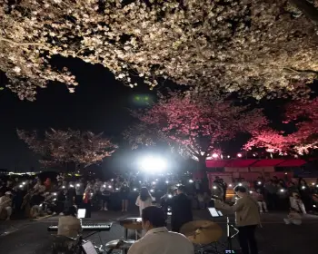 경주벚꽃축제_10