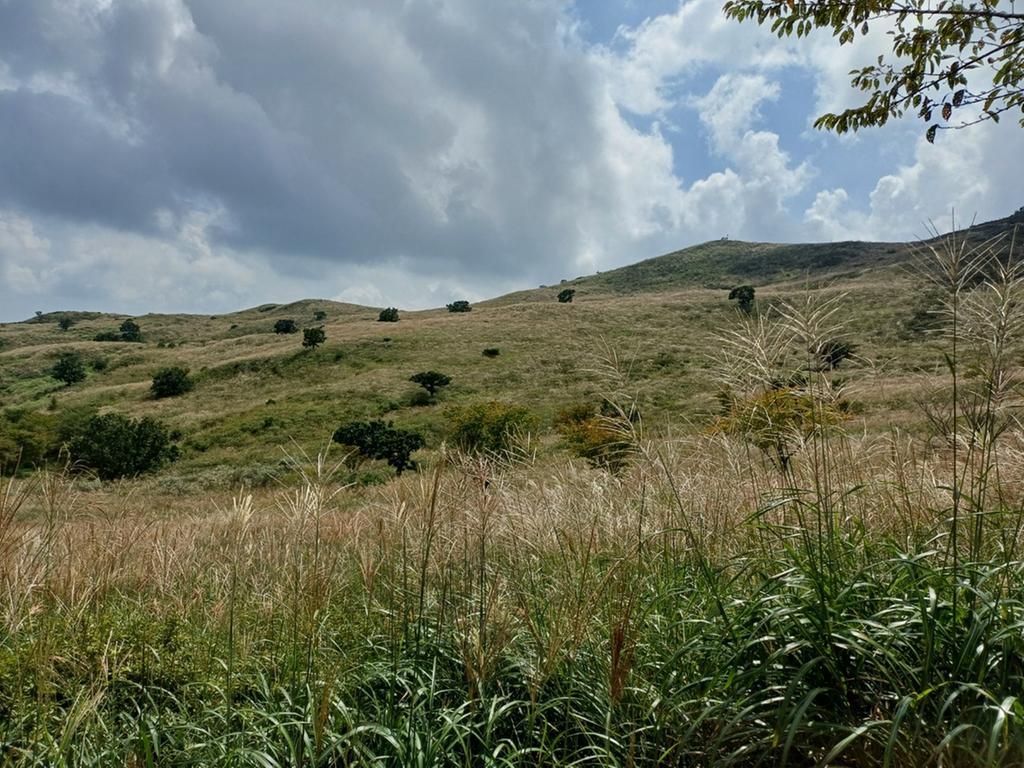 황매산군립공원 억새1
