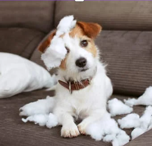 분리불안으로 집안을 엉망만든 강아지